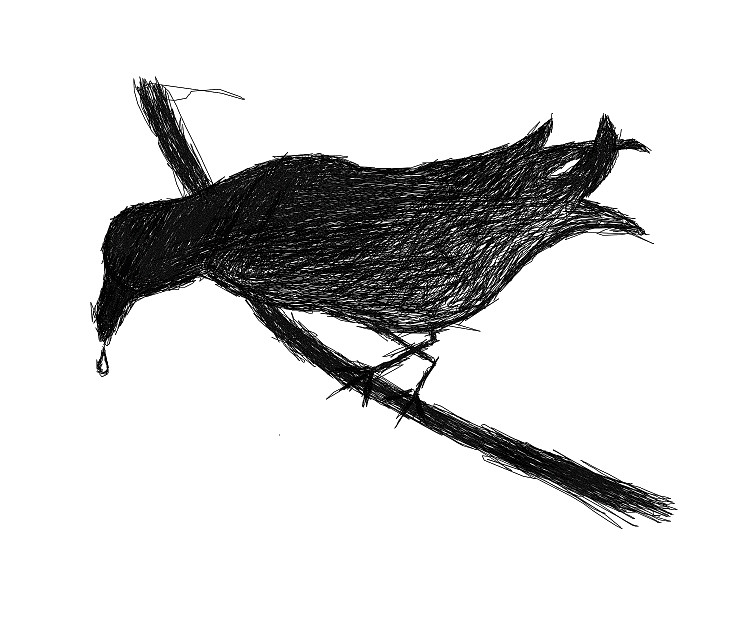 bird
