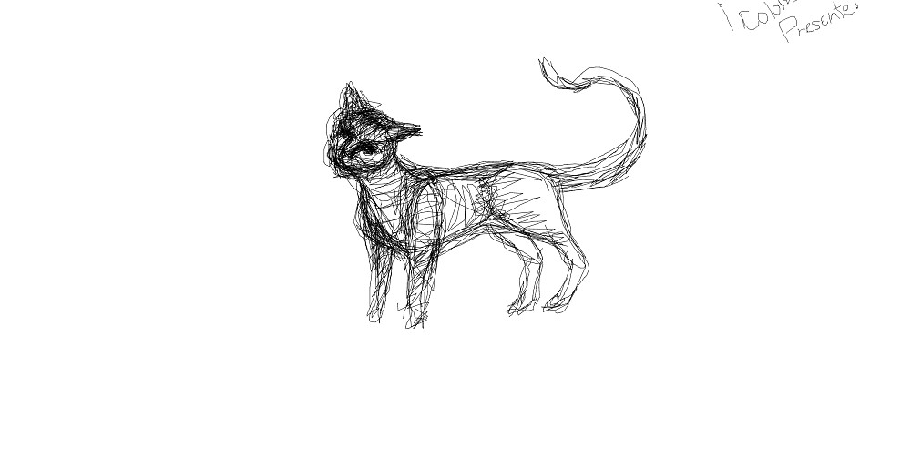 cat