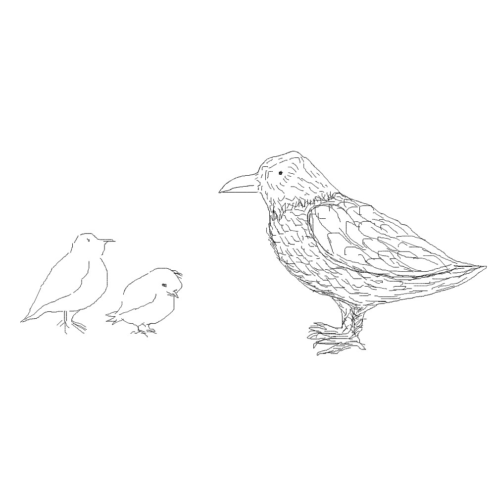 birds