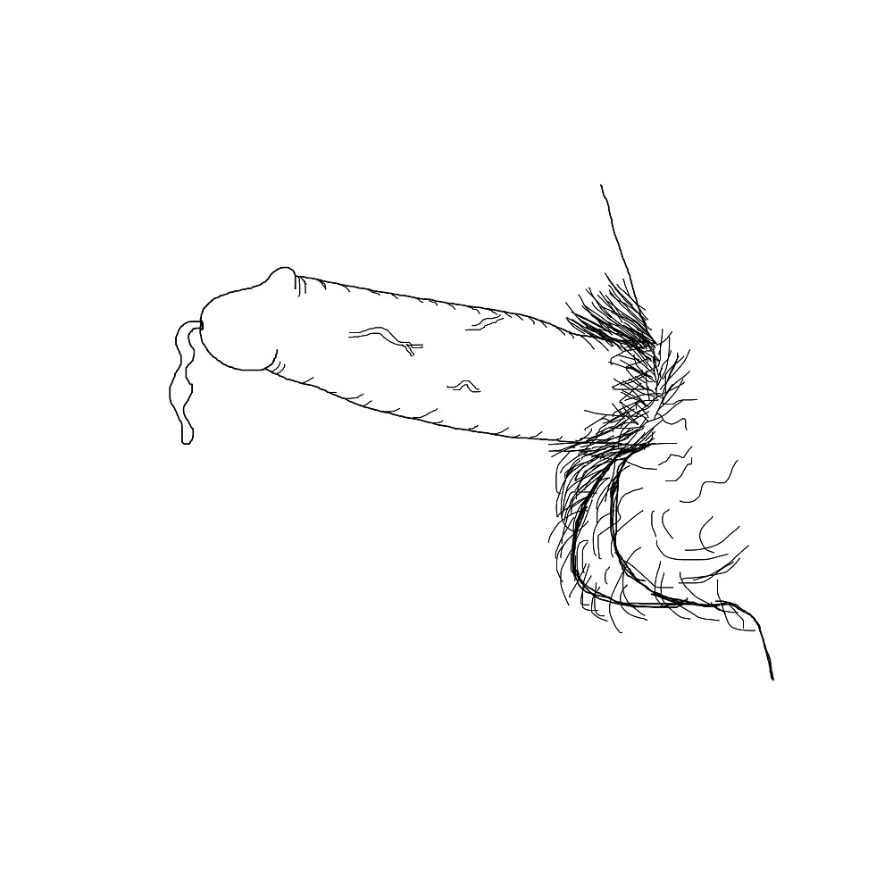 wiener