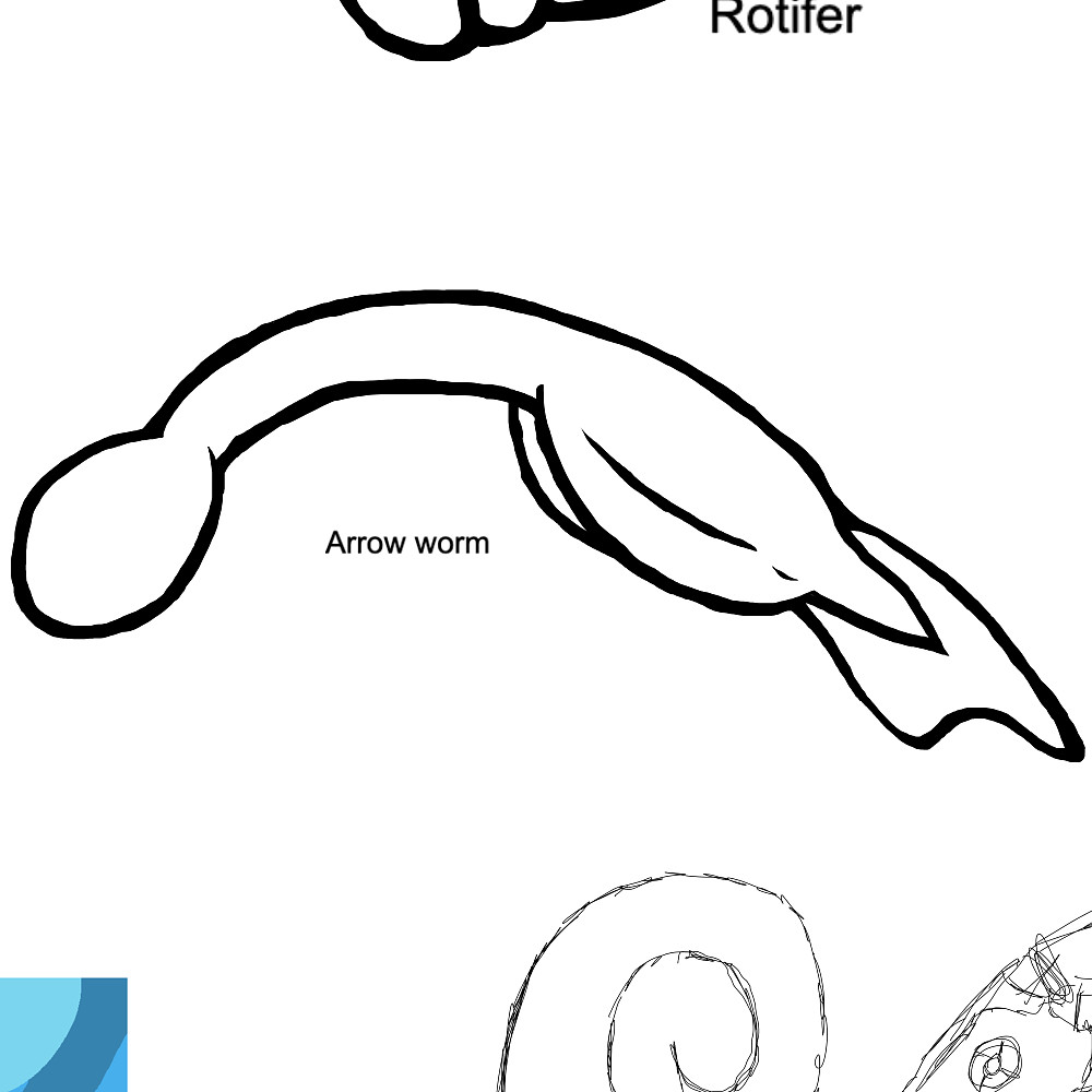 Arrow worms r cool